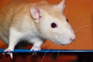 Muizen / hamsters / ratten