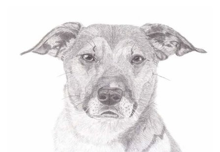 Pencil portrait of your pet 20 x 30cm 