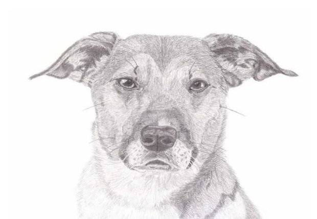 Pencil portrait of your pet 40 x 60cm